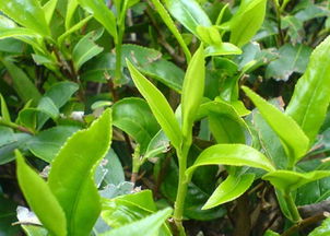 龍巖斜背茶 龍巖特產龍巖斜背茶專題 農業網