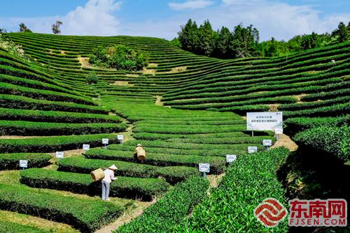 武夷山 引入資金資源 精準扶業助農增收