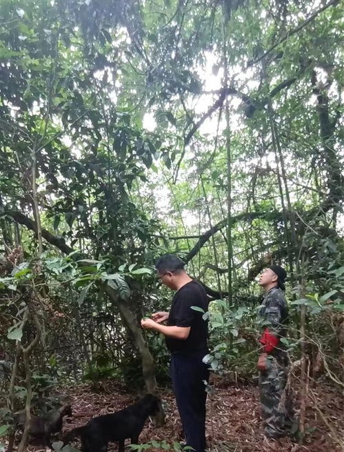 銅梁 加大管護力度 讓百年古茶樹煥發 青春