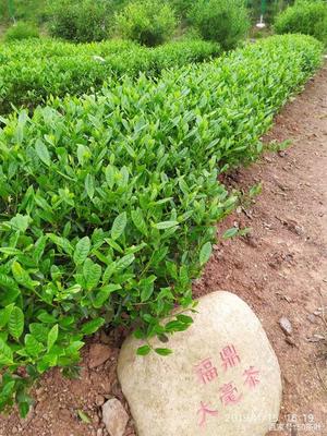 福建武夷學院茶樹種質資源圃(部分常見的茶樹品種,你知道多少)