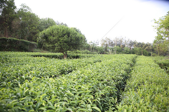 農家茶樹高清圖片免費下載-正版圖片500540833