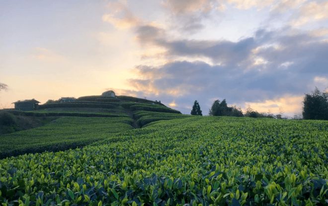 大國禮茶 國昂經典 讓世界品位中國高端白茶!|茶樹|銀針.