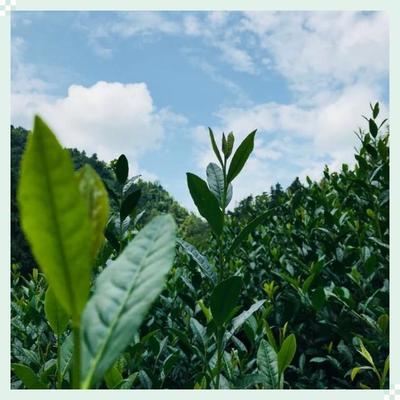 脫貧攻堅 生態扶貧||《生態新陜西》之陜南篇