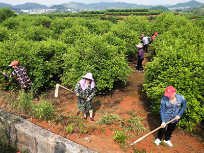 陳文芳:潭灣村有朵潔白的“油茶花”
