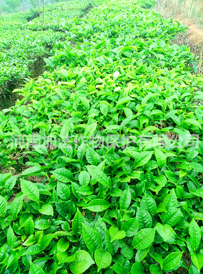 茶樹種植選什么肥料好?
