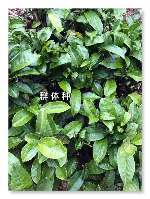 為了做好紅茶,有人種了一千多個品種的茶樹 看見真實滇紅