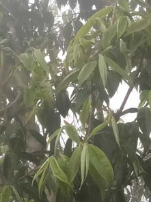 這是哪種野生茶樹