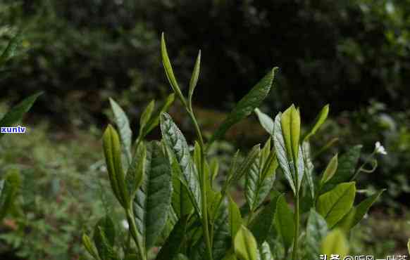 探究海南大葉種普洱茶的品質與口感,了解其是否如傳說中那樣好喝