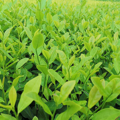 [茶樹苗批發]福建寧德福安市茶樹苗 0.33元/棵郁金香茶樹苗 _ 一畝田