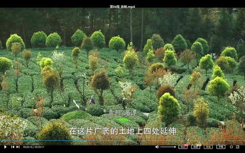 茶樹