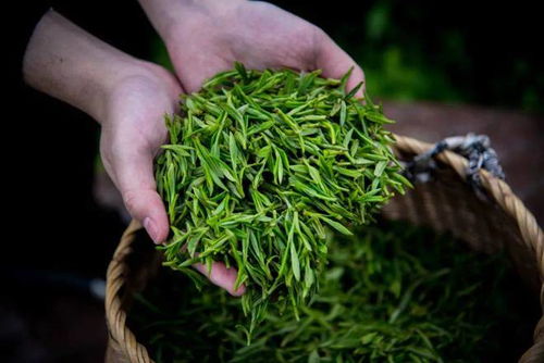 植樹節 聊聊神奇的 林茶共生 ,和樹木對茶的奇妙作用