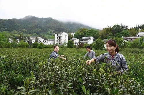 人民日報海外版 專題報道 江西上猶綠茶 有機 富硒