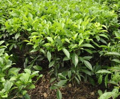 茶樹種植技術