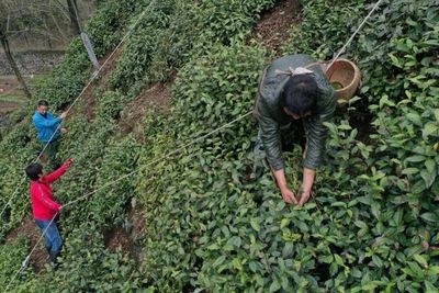 滿山跑的松鼠帶著茶樹籽自然播種出來的野茶.