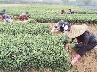 福鼎的其他茶樹品種(上)