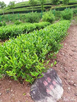 福建武夷學院茶樹種質資源圃(部分常見的茶樹品種,你知道多少)