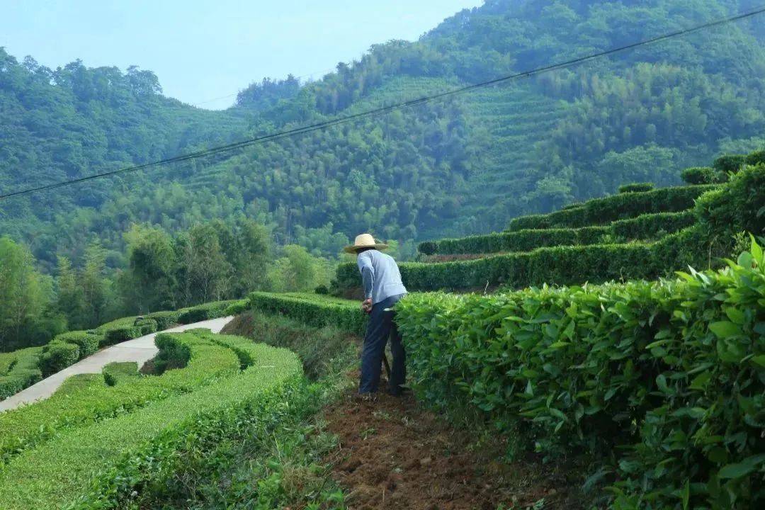 綠色防控,理想華萊茶園冬培正當時_茶樹_管理_土壤