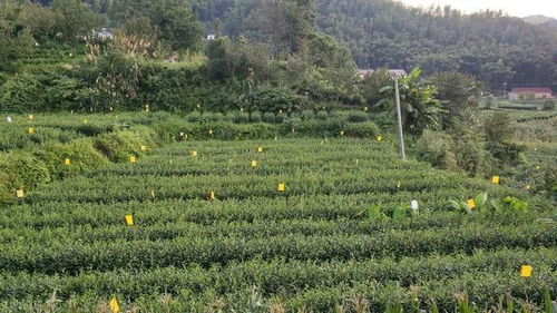 出產好綠茶的地方一定是同時具備這兩個條件的地方