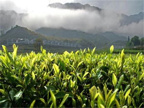 清香回甘的茶葉,茶樹種植過程中,凍害的預防和部分的繁殖方法