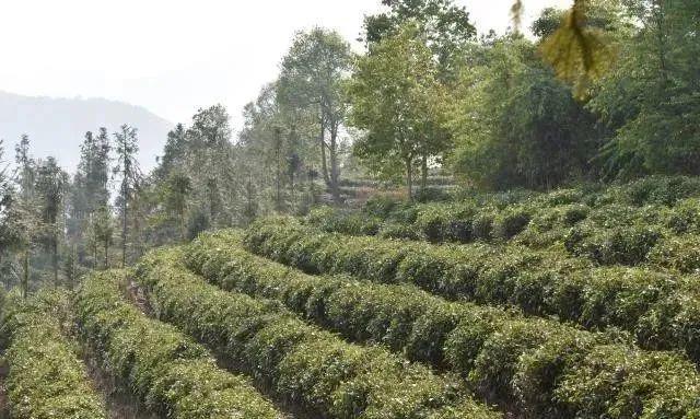 古樹茶與臺地茶二者有啥區別?