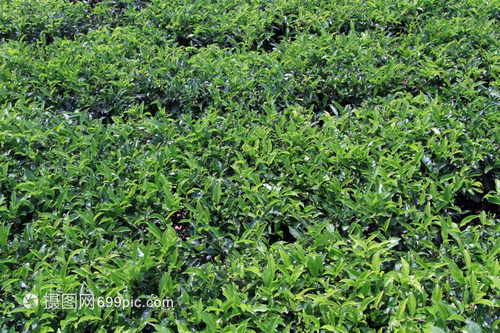 斯里蘭卡種植園綠茶灌叢