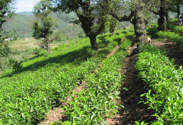 農村的茶樹為何多種在山坡上,種在平地上不好嗎?