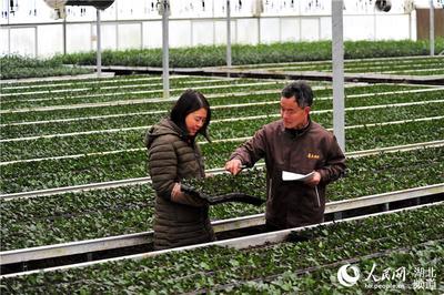 湖北宜昌:冬育春茶苗 小方格里長出“大產業”
