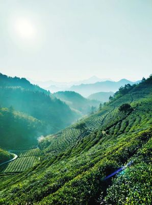 喜報!中茶龍冠榮獲2023年杭州市人民政府質量獎!