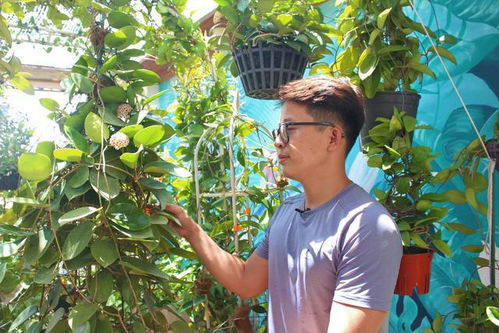 32歲小伙,在1公頃的花園種植山茶樹,每月賺取100000元