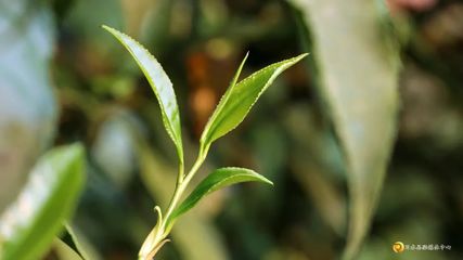 習水:天鵝山上茶青香 “金葉子” 鋪就村民增收致富路