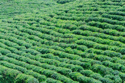 茶樹,山,農業,茶,綠茶