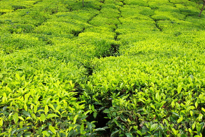 綠茶葉種植園的景觀.印度喀拉拉邦,新德里照片-正版商用圖.