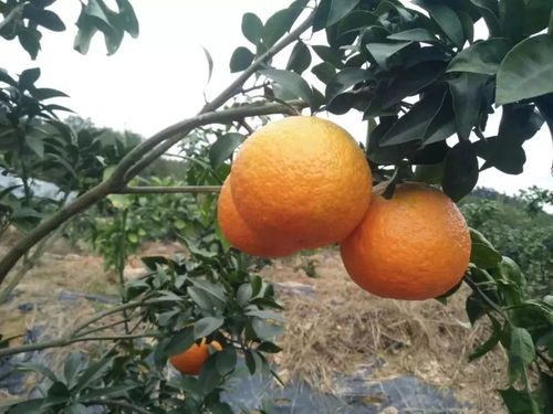 厲害啦 南平這15種特色農產品將多一張省級名片