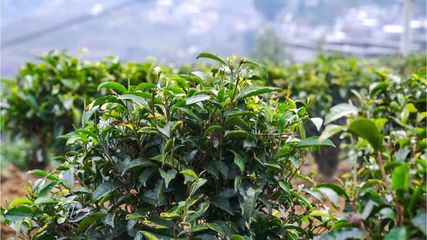 高山紅茶傳承東方古老文化,植物醫生彰顯民族企業風范