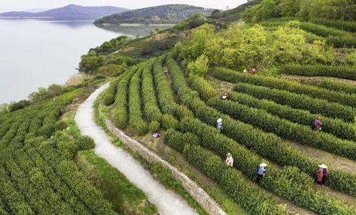 碧螺春下月開采