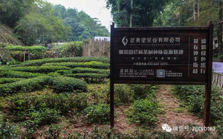 巖茶諾亞方舟 我們在三百多種茶樹品種的資源庫,偷了幾棵名叢