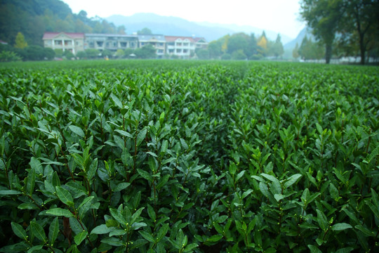 茶樹特寫
