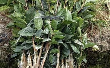 2020寧德大果紅花油茶苗批發 龍巖油茶苗種植示范基地-扁山兔業