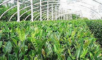 茶樹的種植方法 移栽后應該如何管理