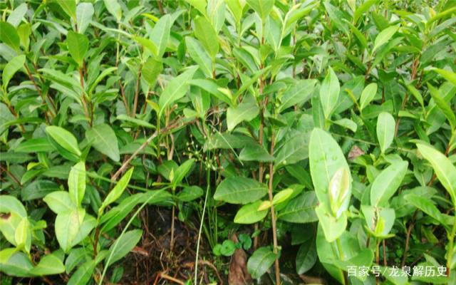 貴州立法禁止茶樹種植基地使用化學除草劑(5)