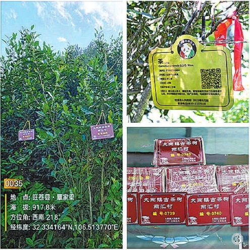 四川 助力保護(hù)農(nóng)業(yè)種質(zhì)資源服務(wù)鄉(xiāng)村振興