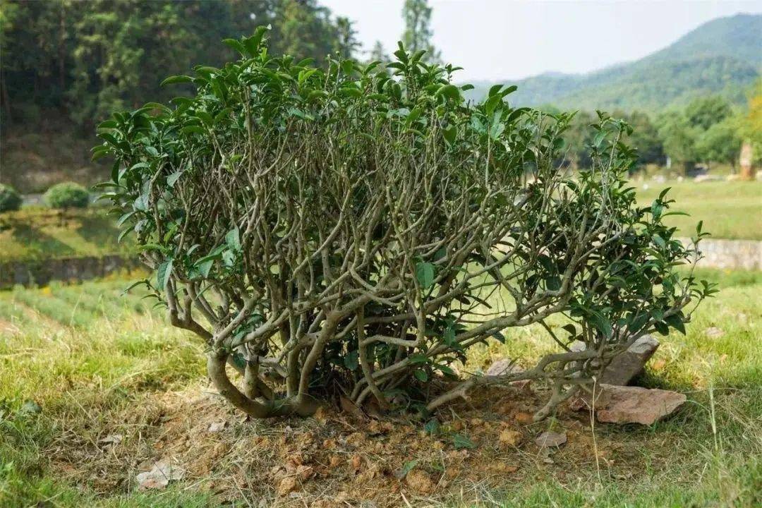 一次性把中國茶樹品種講清楚(建議收藏)|單叢|無性系|茶.