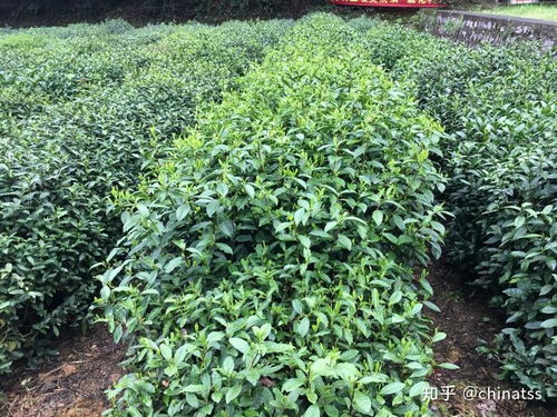 科普 龍井茶好喝,茶樹(shù)有幾種 帶你探秘國(guó)家茶樹(shù)種質(zhì)資源圃,認(rèn)識(shí)龍井家族的奇珍異樹(shù)