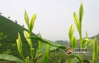 白茶茶樹(shù)的種植技術(shù)