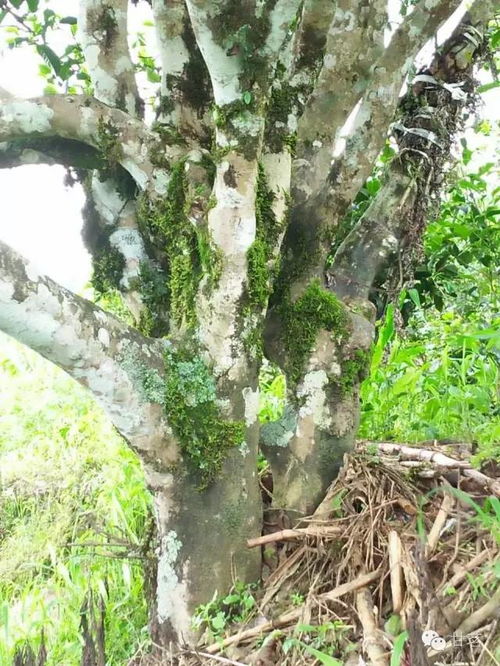 什么是野生茶樹(shù)和栽培型古茶樹(shù)