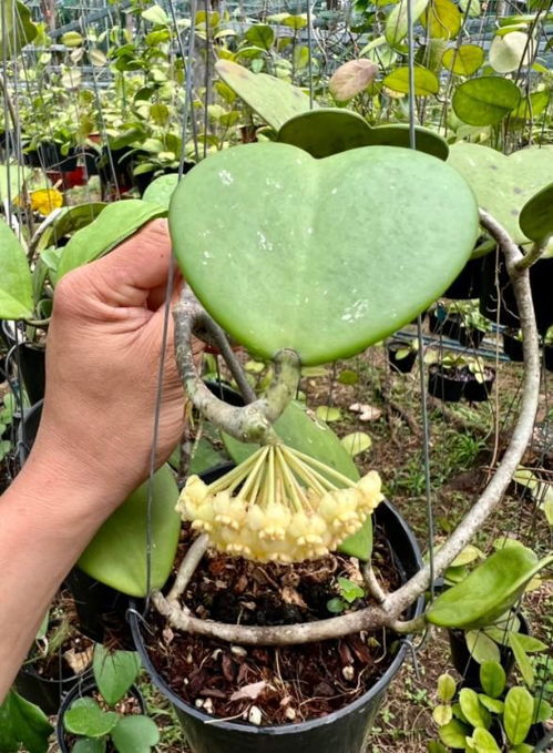 32歲小伙,在1公頃的花園種植山茶樹(shù),每月賺取100000元
