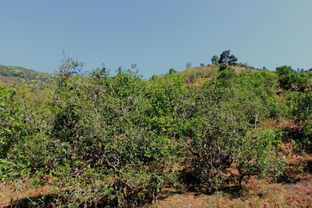 云南茶山 茶樹(shù) 種茶人