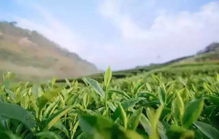 手工捉蟲(chóng)的茶農(nóng),19年的堅(jiān)守,打造了一個(gè)生態(tài)茶葉農(nóng)莊
