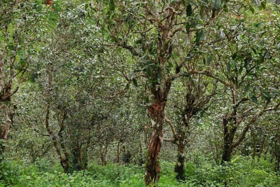 【有一種叫云南的生活】勐海茶山游 景美茶更香--走進(jìn)曼糯古茶山