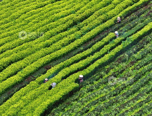 泰和縣 茶園修剪管護(hù)忙 圖